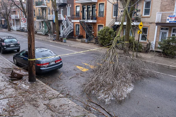 stock image Montreal, CANADA - 6 April 2023: The freezing rain storm has damaged a tree