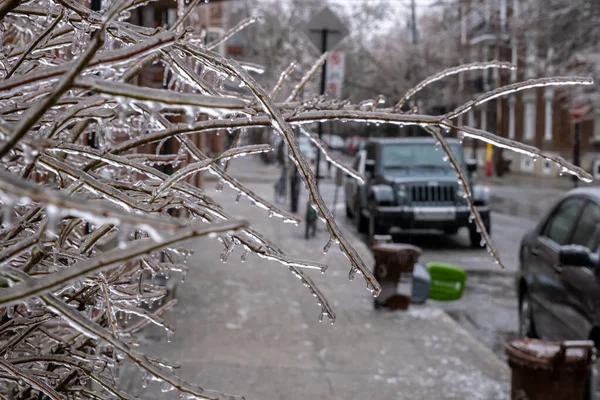 Ramos Árvores Congelados Depois Uma Tempestade Gelo Montreal — Fotografia de Stock