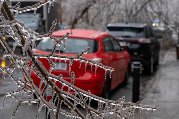 モントリオールの氷嵐の後の木々の凍結枝 — ストック写真