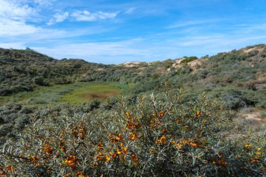 Fransa 'nın Hauts de France bölgesindeki Dunes de la Slack ve Sea-buckthorn