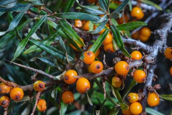 stock image Sea-buckthorn on the tree in France
