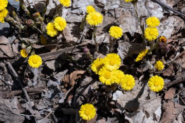 Montreal 'deki Mont-Royal tepesinde Coltsfoot (Tussilago farfara)