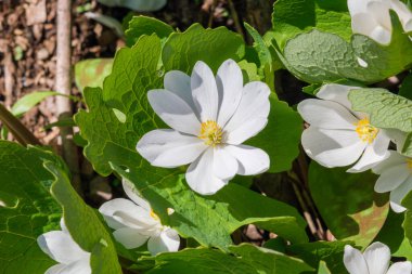 Bloodroot (sanguinaria canadensis) on Mont-Royal mount in Montreal clipart