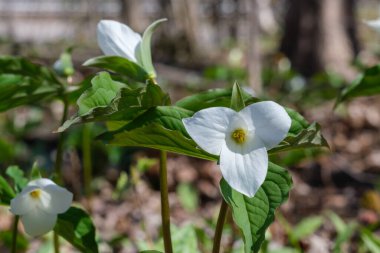 Montreal 'deki Mont-Royal Dağı' nda ilkbaharda büyük beyaz trillium (trillium grandiflorum)
