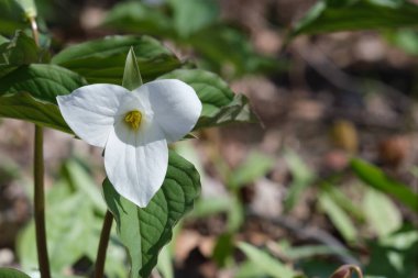 Montreal 'deki Mont-Royal Dağı' nda ilkbaharda büyük beyaz trillium (trillium grandiflorum)