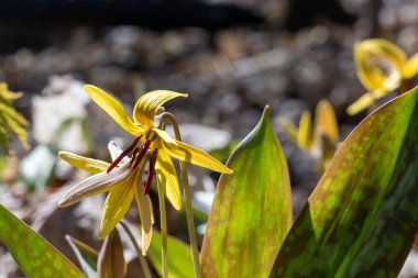 Montreal 'deki Mont-Royal Dağı' nda ilkbaharda sarı alabalık (Erythronium americanum)