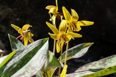 Yellow trout lily (Erythronium americanum) in spring on Mont-Royal mount in Montreal clipart