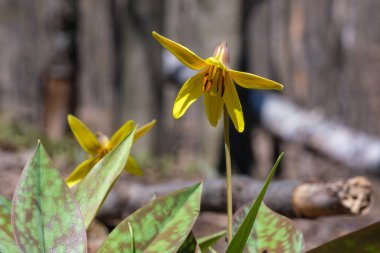 Montreal 'deki Mont-Royal Dağı' nda ilkbaharda sarı alabalık (Erythronium americanum)