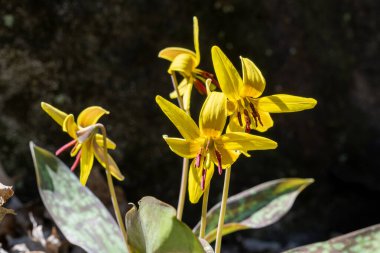Montreal 'deki Mont-Royal Dağı' nda ilkbaharda sarı alabalık (Erythronium americanum)