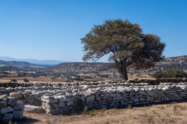 Geleneksel bir kuru taş duvarın arkasında duran izole edilmiş bir zeytin ağacının bulunduğu kırsal alan, kayan tepelere ve açık mavi gökyüzünün altındaki tarım arazilerine bakıyor.