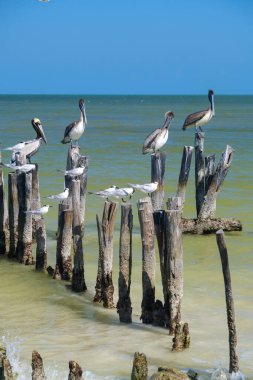 Kahverengi pelikanlar ve deniz kuşları Holbox Adası, Meksika 'daki eski tahta kazıkların üzerinde dinleniyorlar.