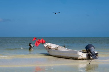 Pelikanlar Holbox Adası 'nın sularına dalarken kırmızı bayraklı küçük bir tekne açıkta yüzüyor..