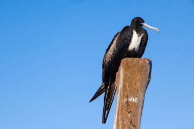 Muhteşem bir fregata kuşu (Fregata magnificens) Holbox, Meksika 'da güneşli ahşap bir direğin üzerinde yatar..