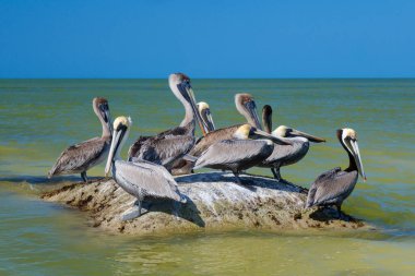 Bir grup kahverengi pelikan (Pelecanus occidentalis) adayı dalga ve gelgitlerden korumak için tasarlanmış insan yapımı bir yapıya dayanır..