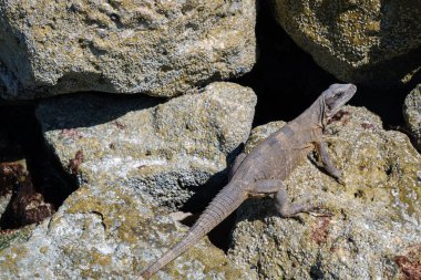 Kara Dikenli Iguana (Ctenosaura similis) Holbox, Meksika 'da bazı kayalara tünemiştir.