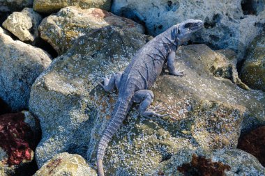 Iguana Holbox, Meksika 'da bazı kayalara tünemiş.