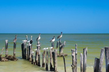 Kahverengi pelikanlar ve deniz kuşları Holbox Adası, Meksika 'daki eski tahta kazıkların üzerinde dinleniyorlar.