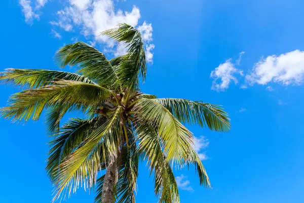 Holbox, Meksika 'da bir palmiye ağacının alçak açılı görüntüsü dağınık bulutlu parlak mavi bir gökyüzüne karşı..