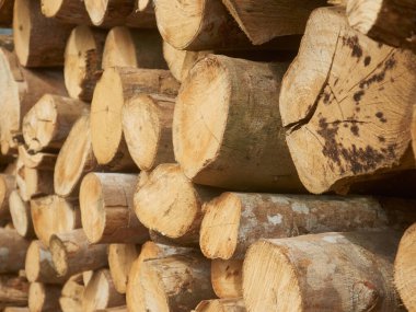 Bir yığın mangrov ormanının yakın çekimi. Kömür yapımında kullanılır..