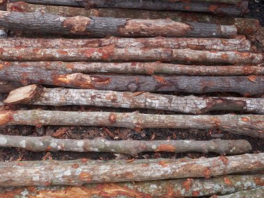 Bir yığın mangrov ağacı. Kömür yapımında kullanılır..