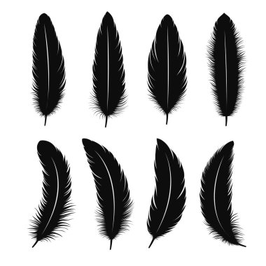 Set of black bird feathers various shapes. clipart