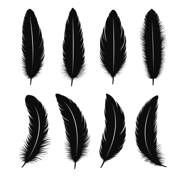 Набор перьев черной птицы различной формы.