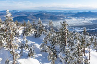Karda, yüksek bir dağın tepesinde, cüce kozalaklı ağaçlar. Tepelerin manzarası ve uzaktaki köy. Kış dağı manzarası. Yüksek kalite fotoğraf