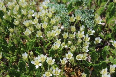 Dağlarda büyüyen küçük beyaz çiçekler. Yüksek kalite fotoğraf