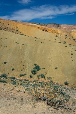 Parlak sarı kumtaşı tepeleri. Altai 'de yaz