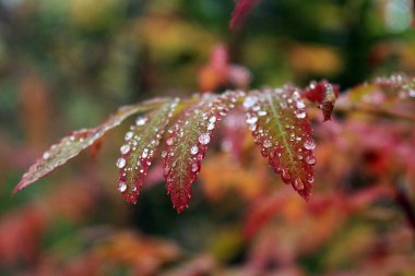 Yeşil kırmızı yapraklı bitki dalları ve yağmur veya çiy damlaları. sonbahar renkleri arkaplanı. Yüksek kalite fotoğraf