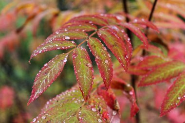 Yeşil kırmızı yapraklı bitki dalları ve yağmur veya çiy damlaları. sonbahar renkleri arkaplanı. 