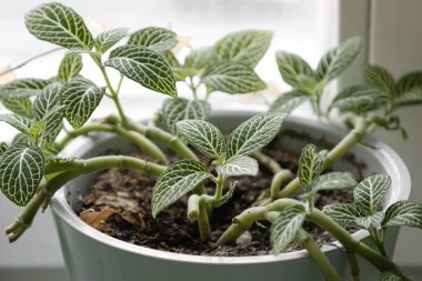 Ev yapımı Fittonia Verschaffelta. Devamlı büyüyen bitkiler, beyaz çizgili yeşil yapraklar. budanmış dallar, çiçek bakımı