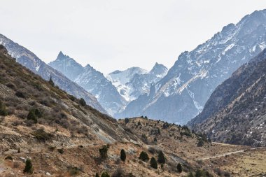 Karla kaplı tepeleri ve seyrek çalıları ve bulutlu bir günde kozalaklı ağaçları olan sarı kahverengi tepeleri olan dağ sıraları. Yüksek kaliteli fotoğraf, sonbahar doğal manzarası. Kırgız Cumhuriyeti, Kırgızistan