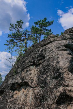 Doğanın gücü bir taşın üzerinde büyüyen çam ağacı. Kozalaklı ağaçlar siyanür kayalarının tepesinde yetişir.. 