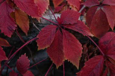Canlı sarmaşık yaprakları parlak kırmızı renkte olan Dark Autumn botanik arka planı. Keskin şekilli yaprak. Yüksek kalite fotoğraf