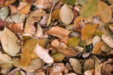  Bahçede ya da parkta farklı renk ve şekillerden bir sürü parlak kuru yaprak var. Sarı sonbahar botanik geçmişi. Kurumuş yaprak. Yüksek kalite fotoğraf