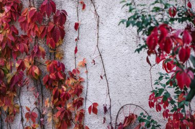 Sonbahar Çiçeği desenli arka plan. Açık Beton Duvar kırmızı turuncu ve yeşil sarmaşık yapraklarıyla kaplanmış.