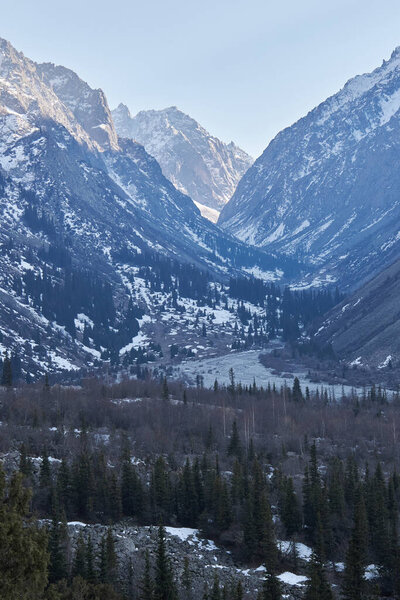 High rocky mountains with snow, illuminated by the warm setting sun. Natural landscape in Ala-Archa National Park. Spring in Kyrgyzstan. Coniferous forest in the shade. 