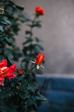 Bahçede filizlenen kırmızı bir çalı gülü tomurcuğu. Koyu yeşil yapraklar, gri arkaplan, kopyalama alanı. 