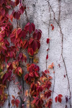 Bitkilerin arkasında onarılması gereken eski püskü bir duvarı gizlemek. kırmızı sarmaşık yaprakları eski beton duvarlar boyunca kıvrılır.. 