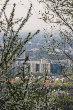 Çiçek açan ağaçların ve çalıların arasından çok katlı ve alçak katlı binaların manzarası. Bahar çiçekleri, şehir manzarası Almatı, Kazakistan. Beyaz çiçekler ve taze yeşil yapraklar, şehirdeki doğa parkı.