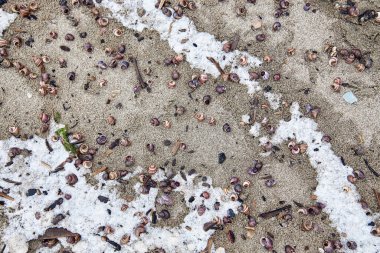 Kumların üzerine boş küçük salyangoz kabukları, don kaplı, karla kaplanmış, yakın plan, üst manzara. Soğuk hava doğal arka plan deniz manzarası. Sibirya 'da deniz kıyısı, Novosibirsk, Ob rezervuarı, Rusya