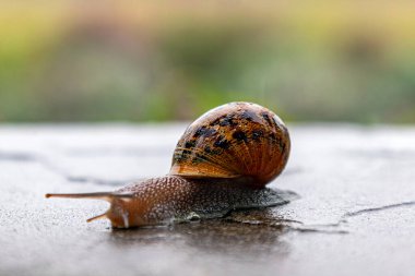 Salyangoz sert bir yüzey boyunca sürünür. Kapatın. Harici benekli siyah kabuklu gastropodlar. Hayvan geçmişi. Malakoloji, zooloji, yumuşak vücutlu ya da yumuşakçalar üzerine çalışma