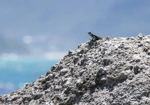 stock image Cute small animal lizard in wildlife on rock looks into the distance. Summer nature animal wallpaper. Blue gray color background. Copy space. Summer South Africa lacertian