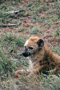 Kapalı portre genç şirin gülümsemiş sırtlan, doğal yaşam alanı, vahşi yaşam Güney Afrika. Vahşi doğa duvar kağıdı. Kruger Ulusal Parkı safarisi