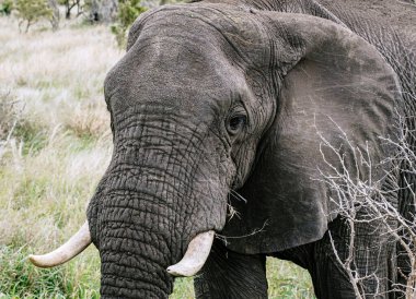 Bir Afrika filinin yakın portresi. Savana, Güney Afrika 'da, Kruger Ulusal Parkı' nda. Hayvanlar doğal yaşam alanı, vahşi yaşam geçmişi, vahşi doğa.