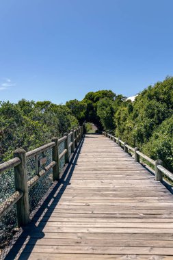 Ağaçların ve çalıların yeşil yapraklarıyla çevrili, korkuluklu tahta yaya köprüsü. Okyanusa giden yol, Güney Afrika. Yaz günü, mavi gökyüzü, hiç kimse