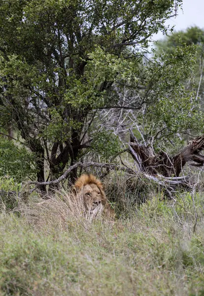 African lion in natural habitat, wild nature, lies resting in green grass bushes. Safari in South Africa savannah. Animals wildlife wallpaper. Kruger National Park.