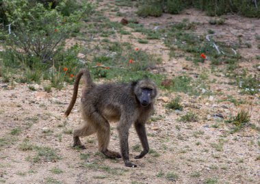 Chacma baboon in Kruger National Park, South Africa. Monkey walks and looks at camera. Safari in savannah. Animals natural habitat, wildlife, wild nature background clipart