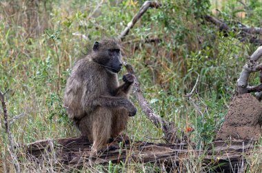 Maymun bir kütüğe oturur ve çim çiğner, yan görüş. Güney Afrika 'daki Kruger Ulusal Parkı' nda Chacma babunu. Savanadaki Safari. Hayvanlar doğal yaşam alanı, vahşi yaşam, vahşi doğa geçmişi, yakın çekim.